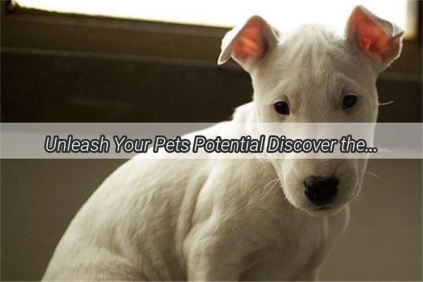 Unleash Your Pets Potential Discover the Best Dog Fence Materials for a Secure and Stylish Home